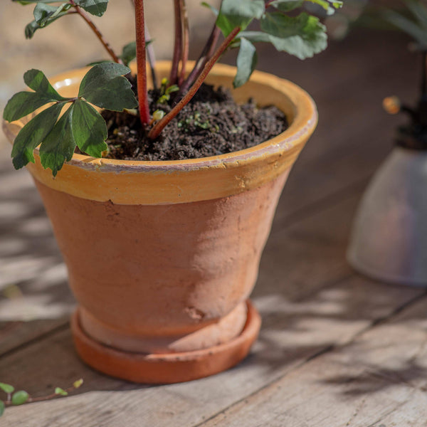 Coln Planter