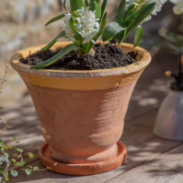 Coln Planter