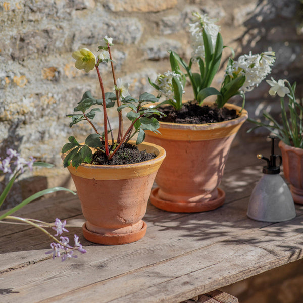 Coln Planter