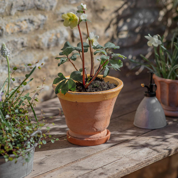 Coln Planter